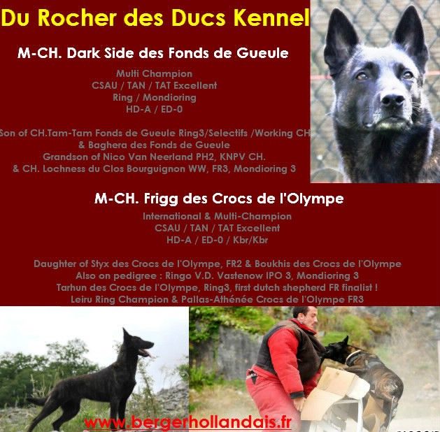 Du Rocher Des Ducs - Chiots Berger Hollandais Octobre 2014 !!!