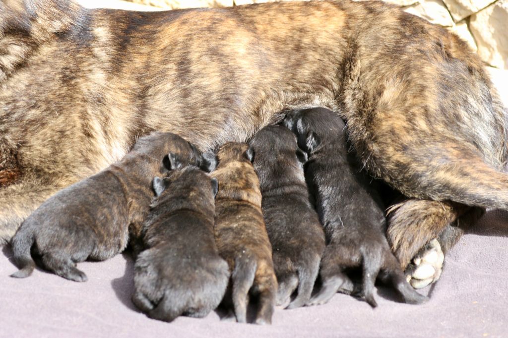 chiot Berger hollandais Du Rocher Des Ducs