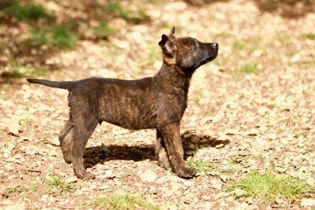 Du Rocher Des Ducs - Chiot disponible  - Berger hollandais