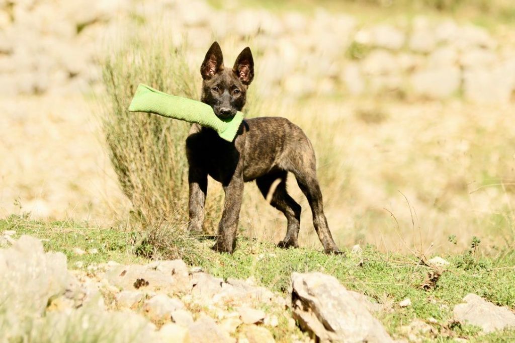 Du Rocher Des Ducs - Chiot disponible  - Berger hollandais