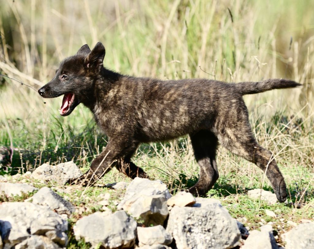 Du Rocher Des Ducs - Chiot disponible  - Berger hollandais