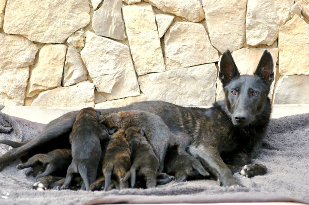 Du Rocher Des Ducs - Chiot disponible  - Berger hollandais