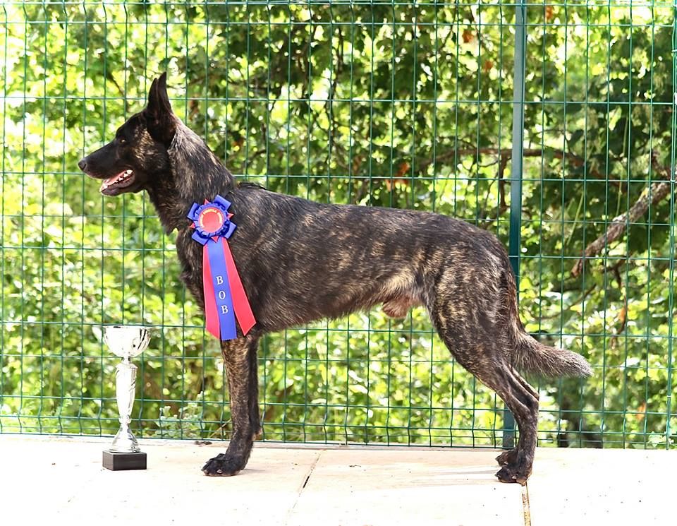 CH. Diesel dit deadshot de alphaville bohémia