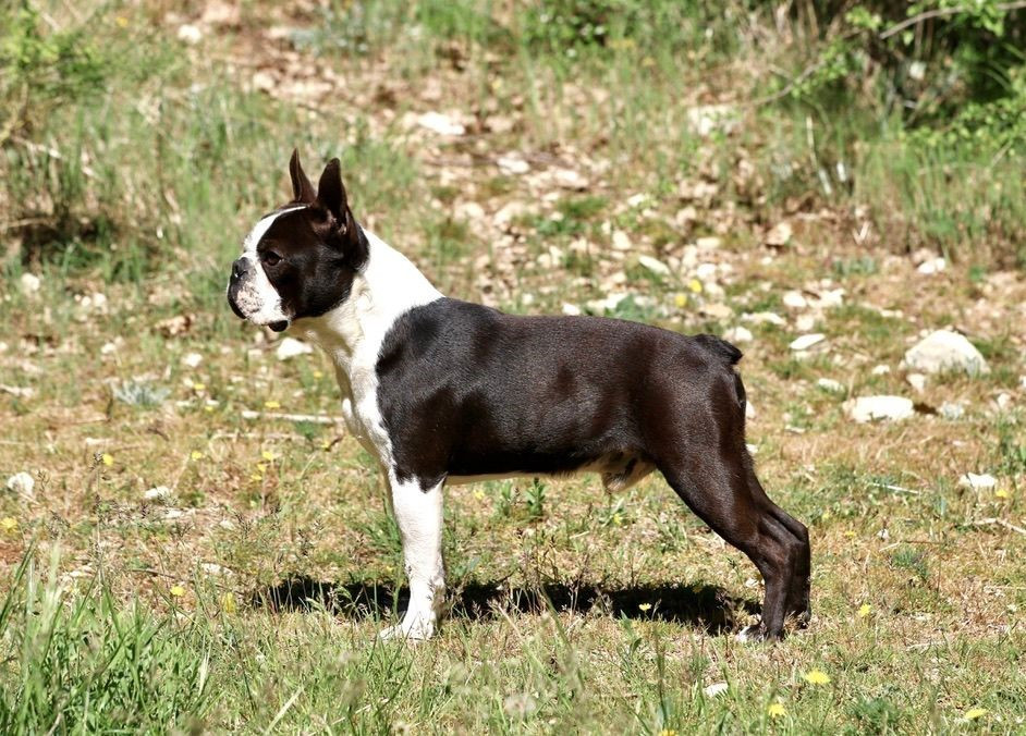 CH. A King From Our Jack Du Rocher Des Ducs
