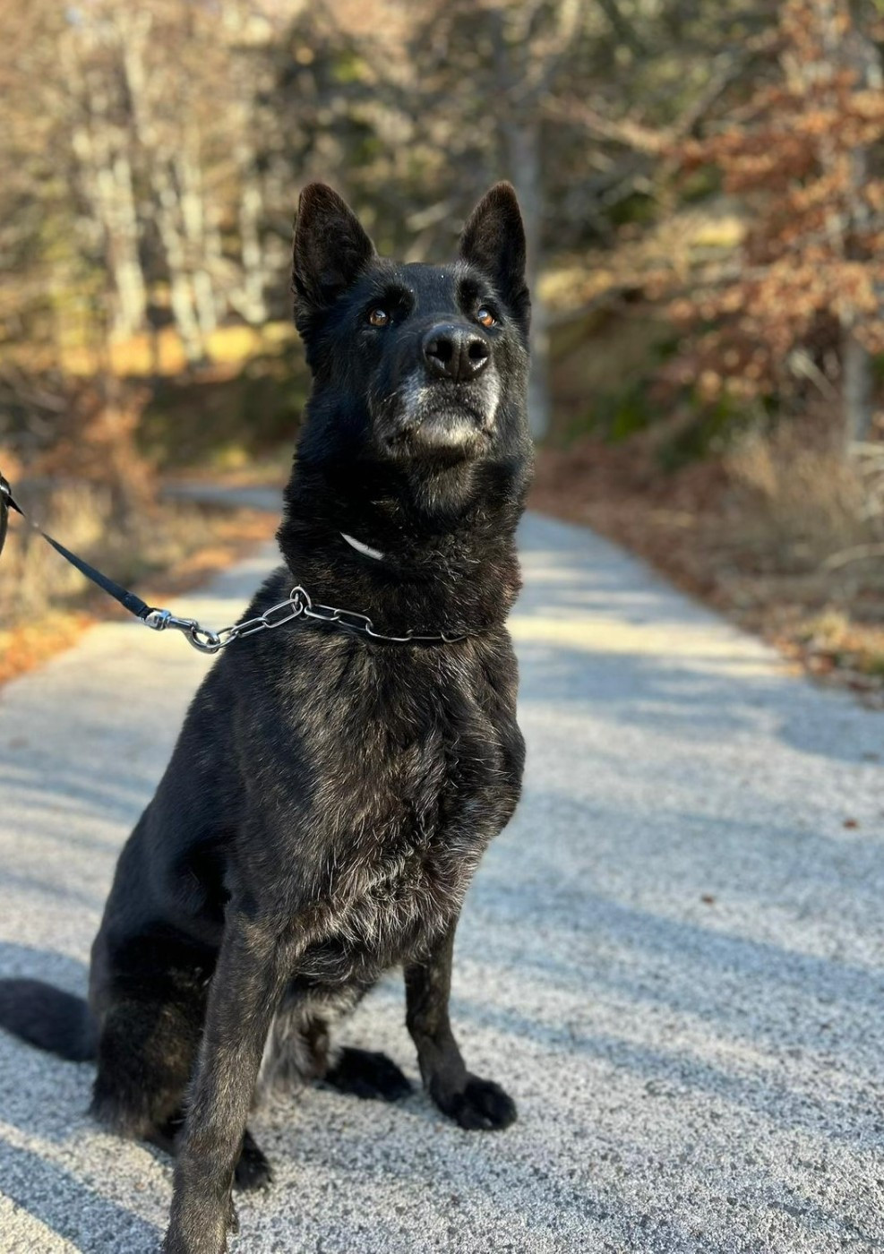 Oberyn, chien retraité de la police !