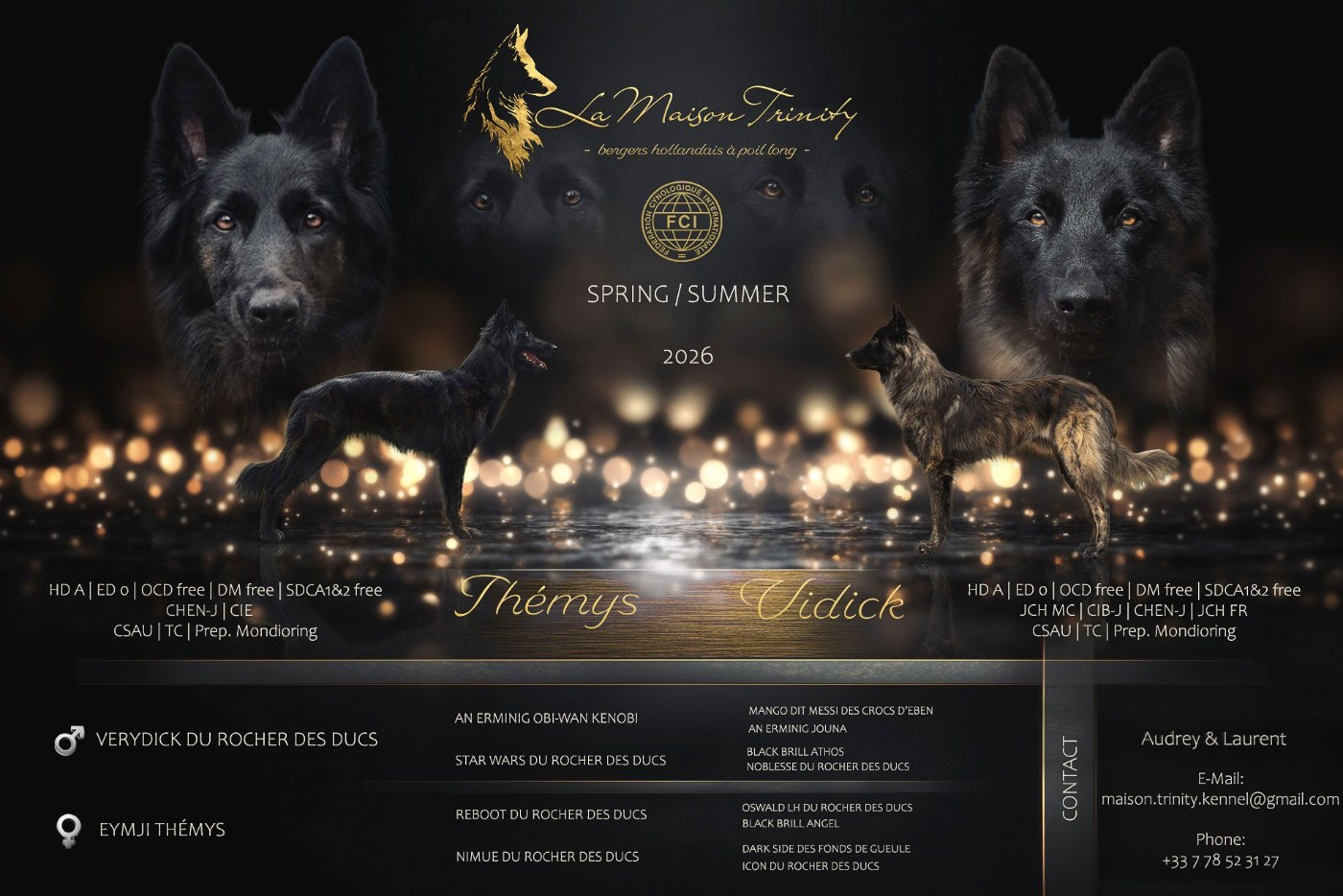 Portée de bergers hollandais à poil long