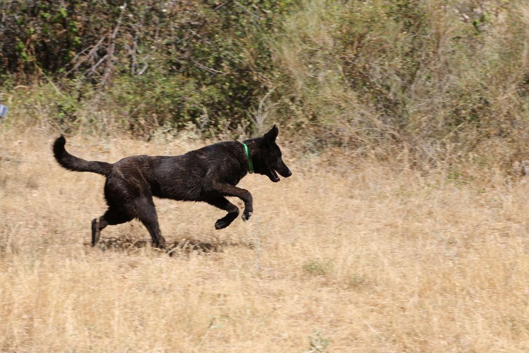 Jeune chien à placer