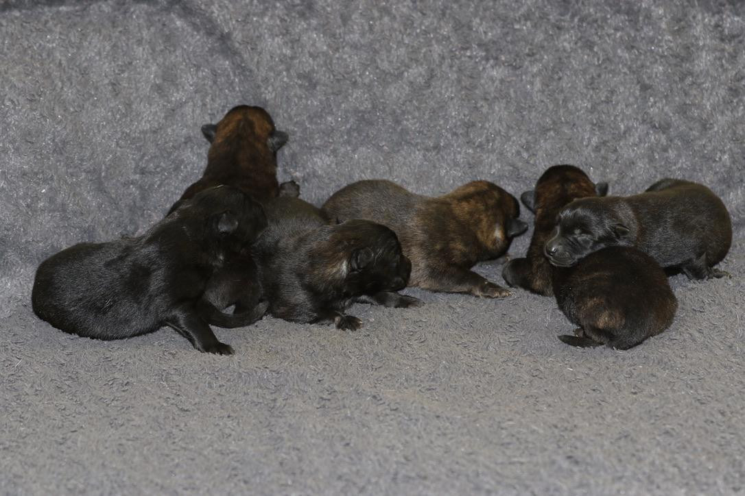 Du Rocher Des Ducs - Berger hollandais - Portée née le 19/02/2026