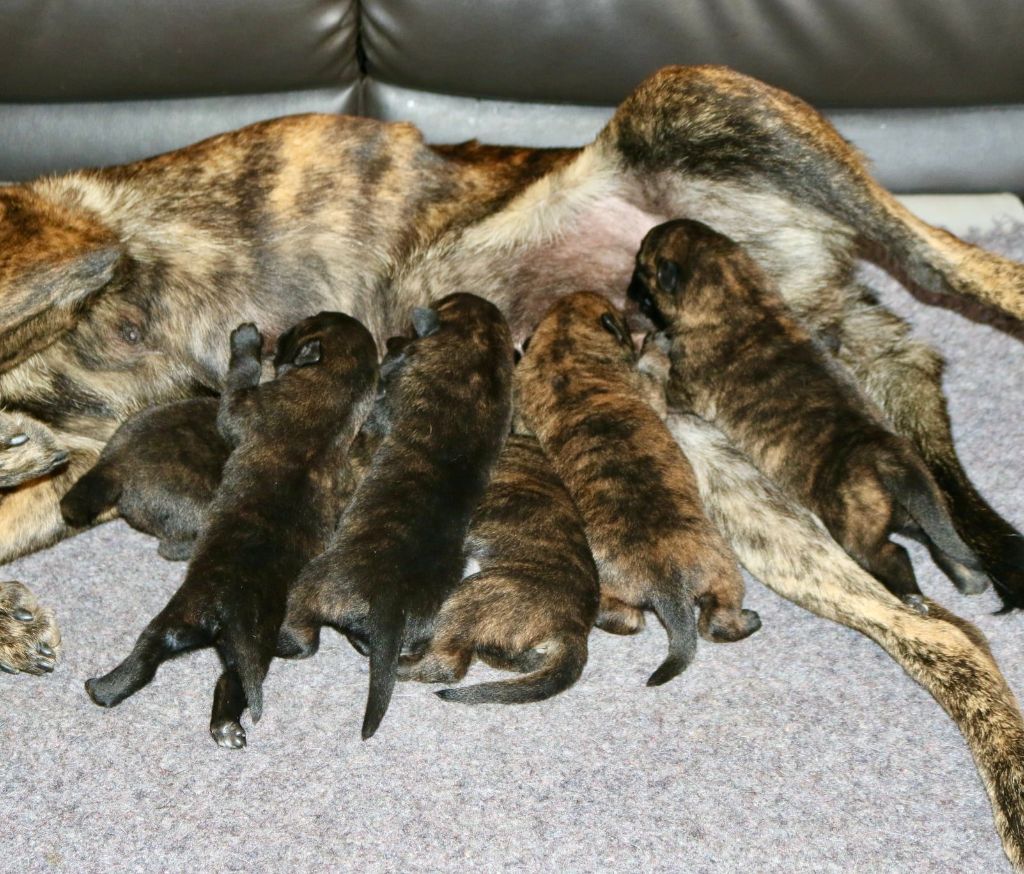 Chiot Berger hollandais Du Rocher Des Ducs