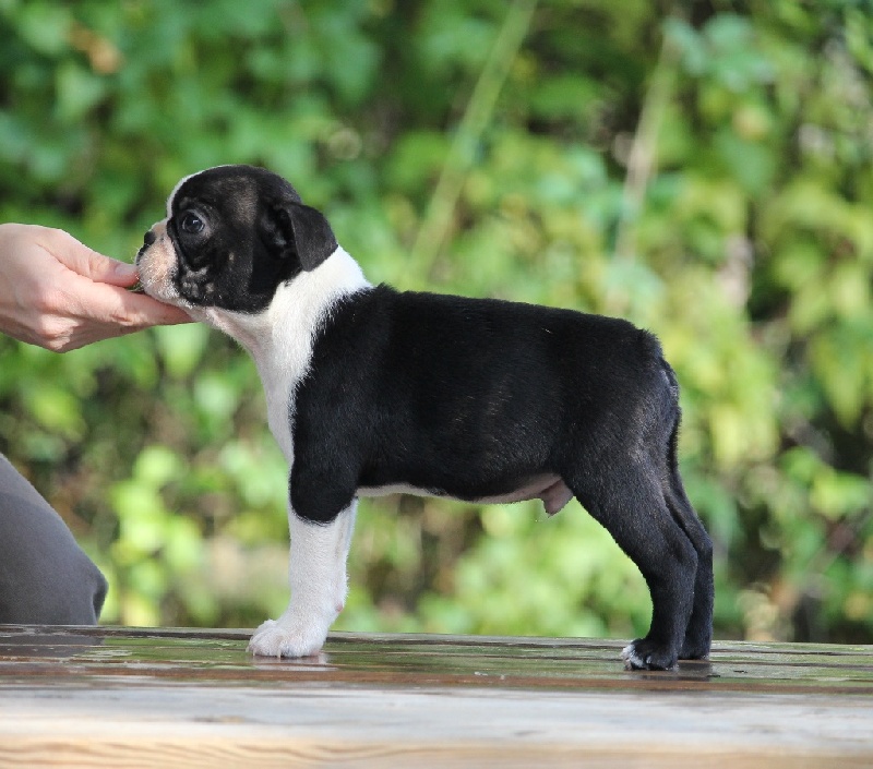 Du Rocher Des Ducs - Boston Terrier - Portée née le 04/09/2016