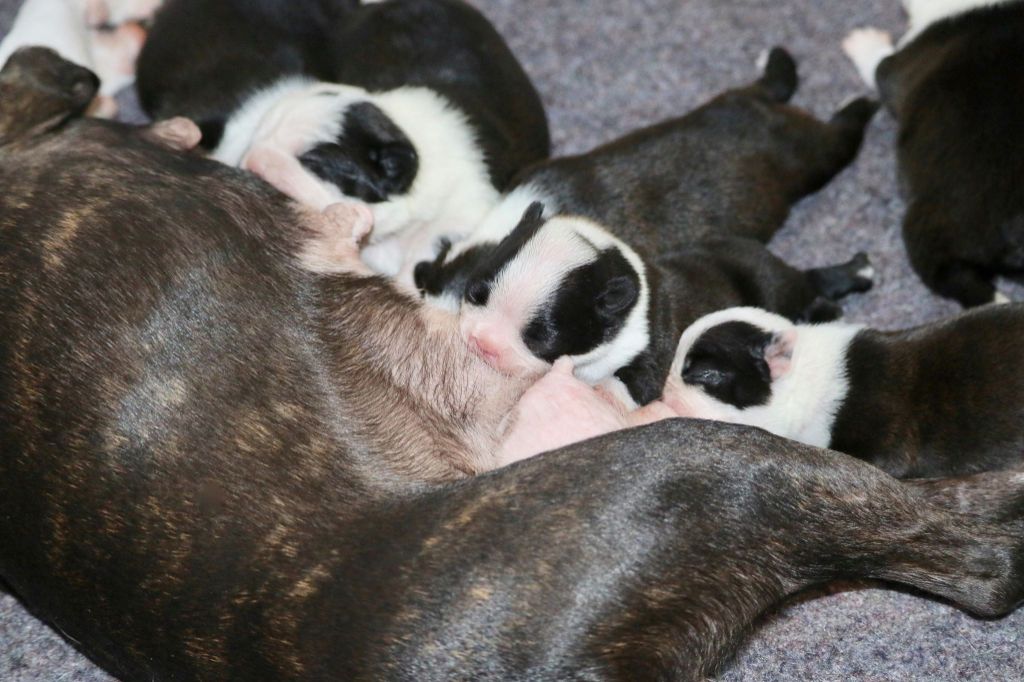 Chiot Boston Terrier Du Rocher Des Ducs