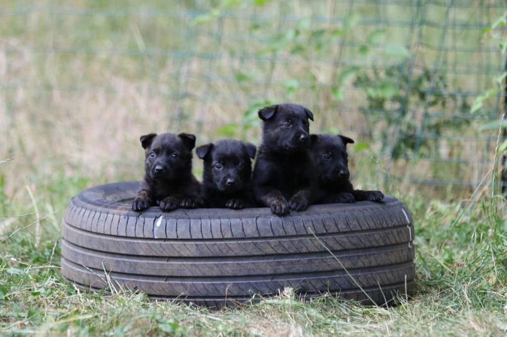 Du Rocher Des Ducs - Chiots disponibles - Berger hollandais