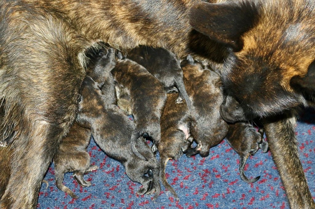 Chiot Berger hollandais Du Rocher Des Ducs