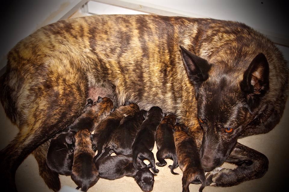 Chiot Berger hollandais Du Rocher Des Ducs