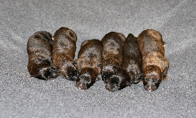 CHIOT