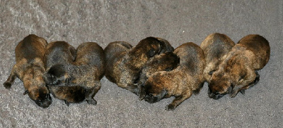 CHIOT
