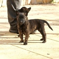 CHIOT
