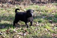 CHIOT POIL LONG