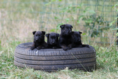 CHIOT
