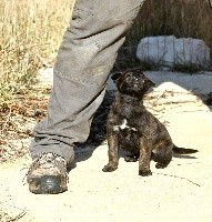 CHIOT