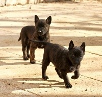 CHIOT