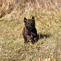 CHIOT