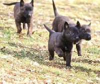 CHIOT