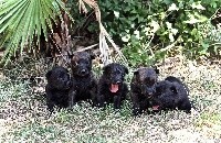 CHIOT