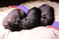 CHIOT