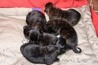 CHIOT