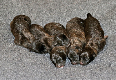 CHIOT