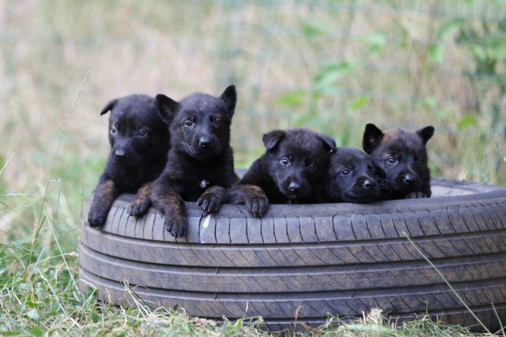 Du Rocher Des Ducs - Chiots disponibles - Berger hollandais