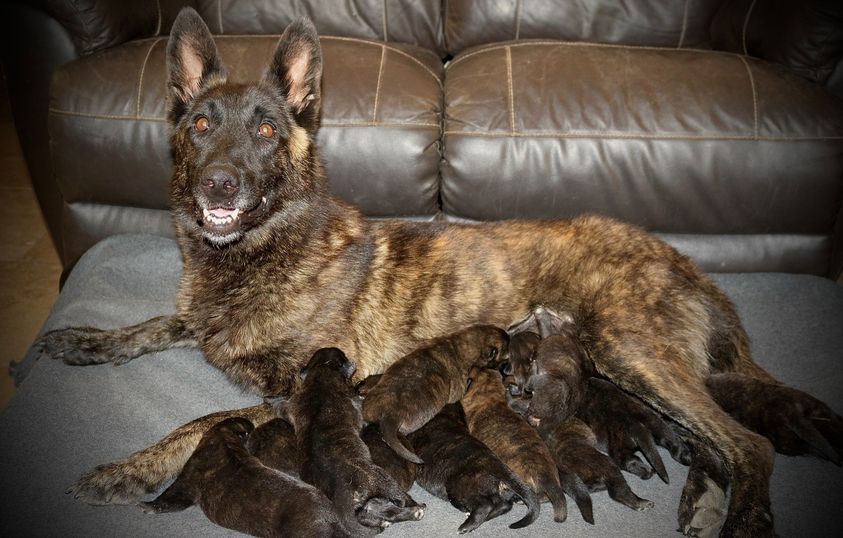 Chiot Berger hollandais Du Rocher Des Ducs