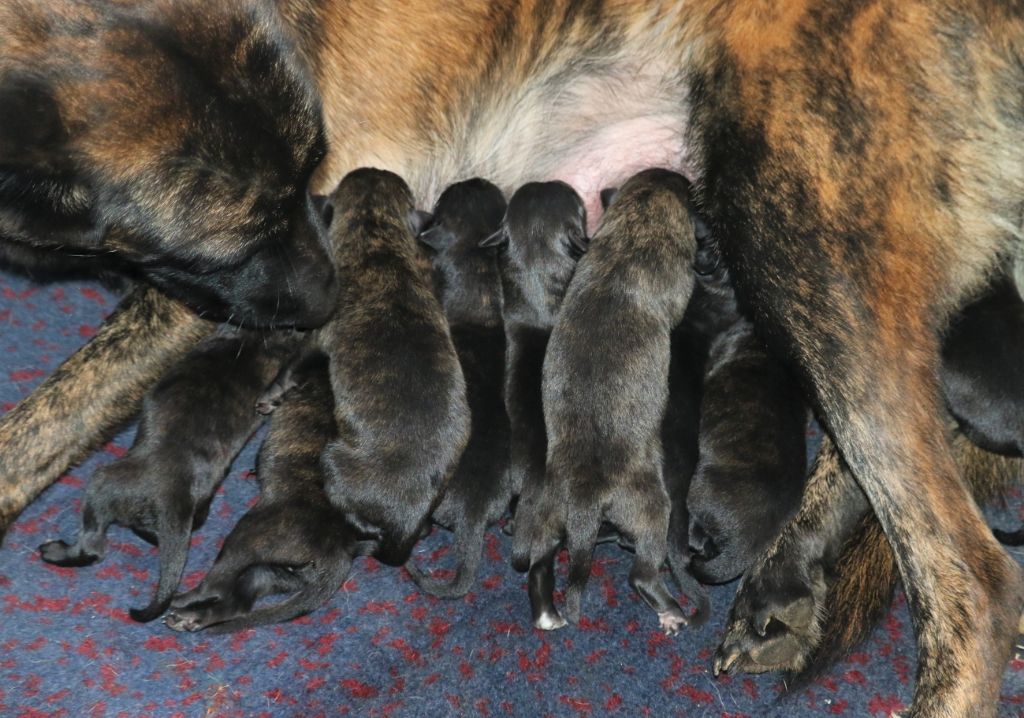 Chiot Berger hollandais Du Rocher Des Ducs