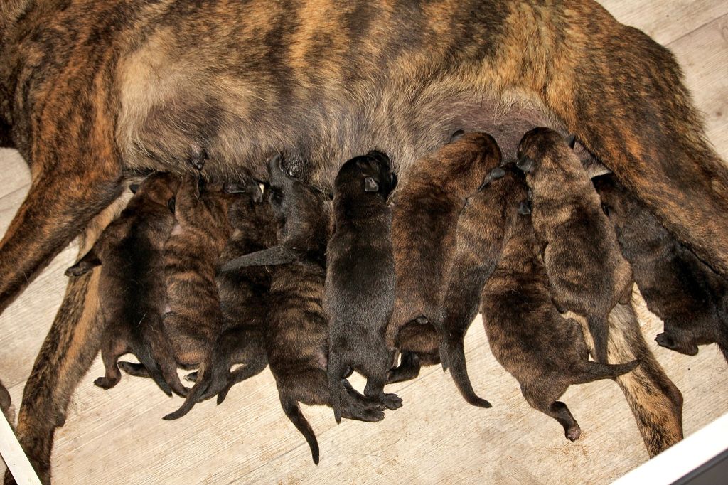 Chiot Berger hollandais Du Rocher Des Ducs